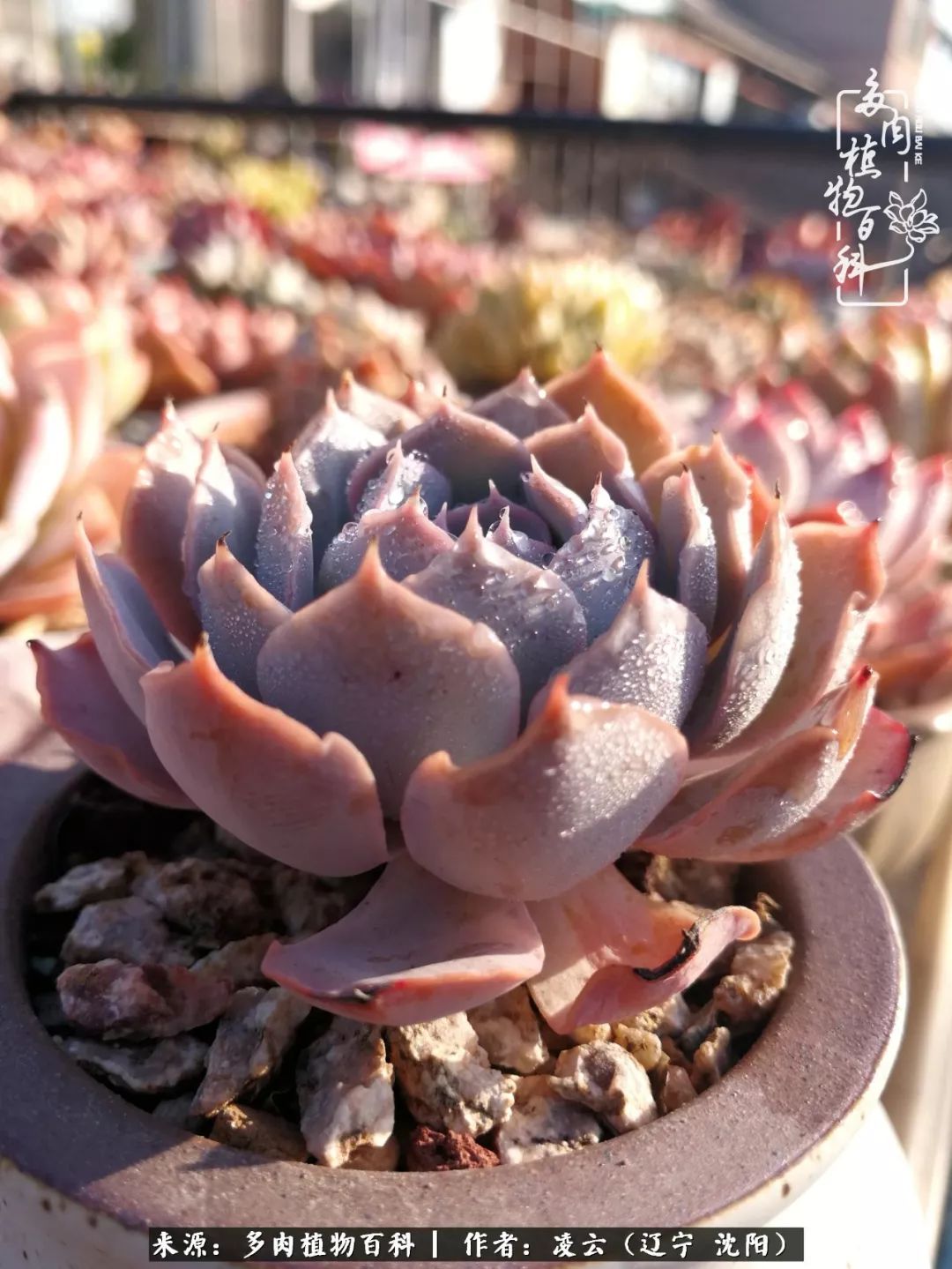 秋闲赏多肉，话育儿，亲生的自家娃，总有一刻让你怦然心动