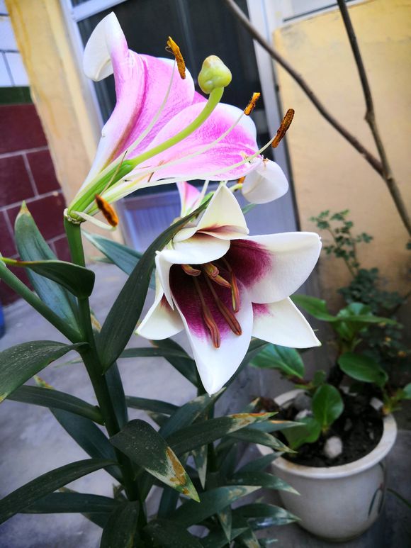 百合叶黄怎么办,百合竹叶子发黄发软的解决方法