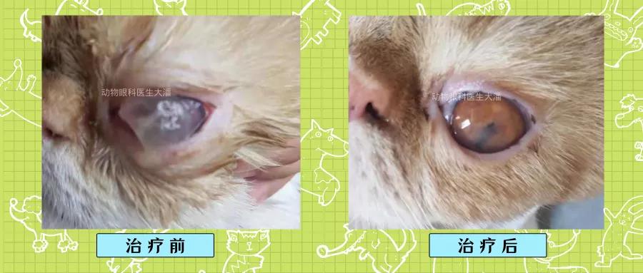 猫咪角膜穿孔必须摘除眼球吗,猫咪脸穿孔