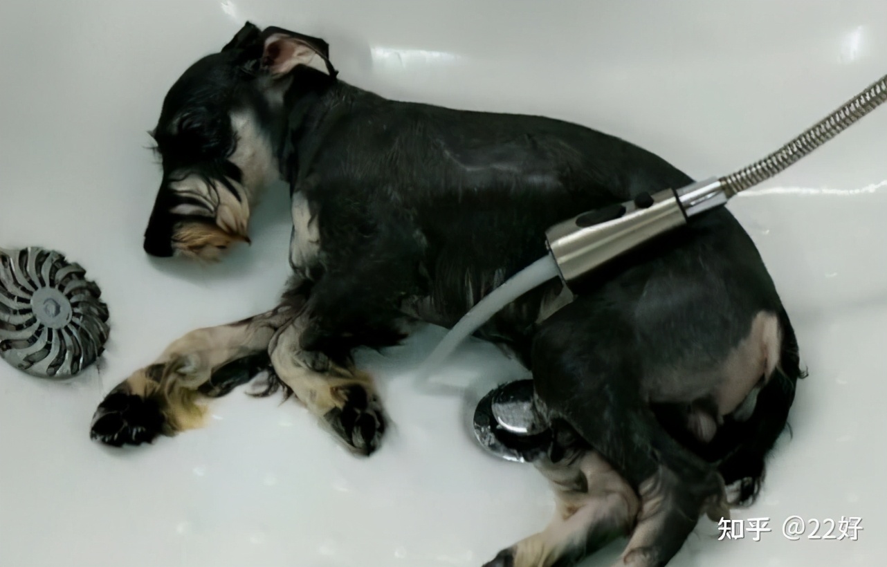 雪纳瑞脱毛吗,雪纳瑞脱毛严重是什么原因