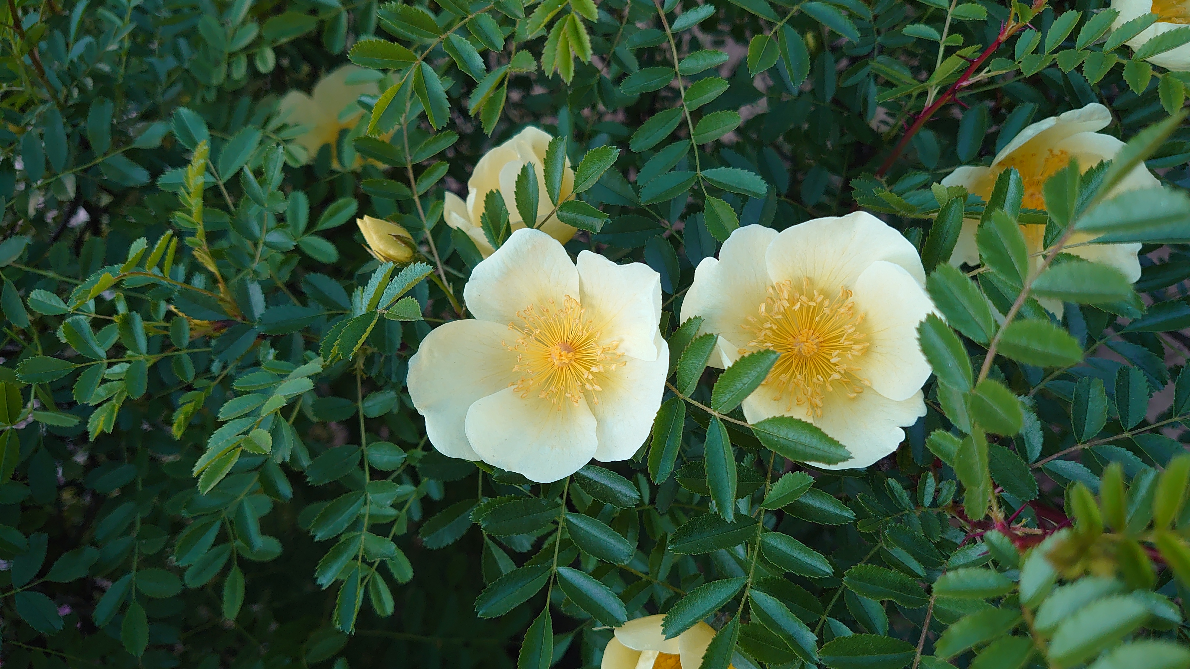 索尼微单手机xperia5i,索尼xperia5ii深度评测