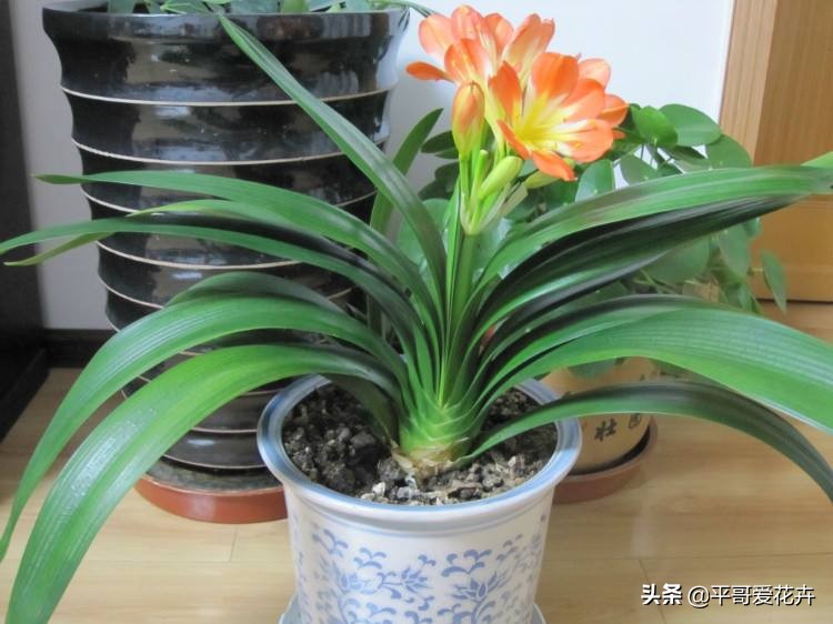 君子兰应该怎么养看完又学到一招,君子兰怎么养才能不乱七八糟