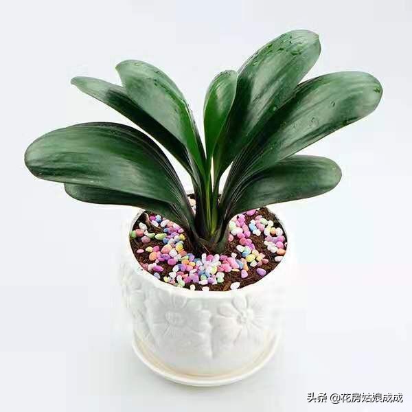 君子兰换盆时间春季好还是秋季好,君子兰什么季节换盆最好养