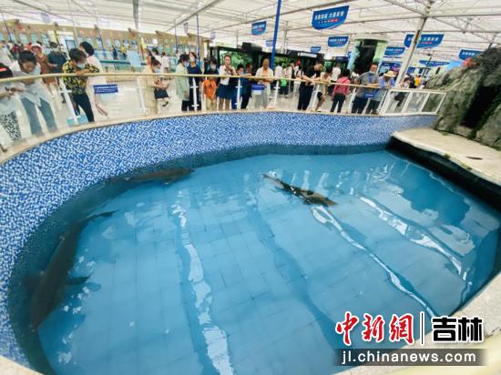 水中活化石鲟鳇鱼,淡水鱼活化石鲟鱼