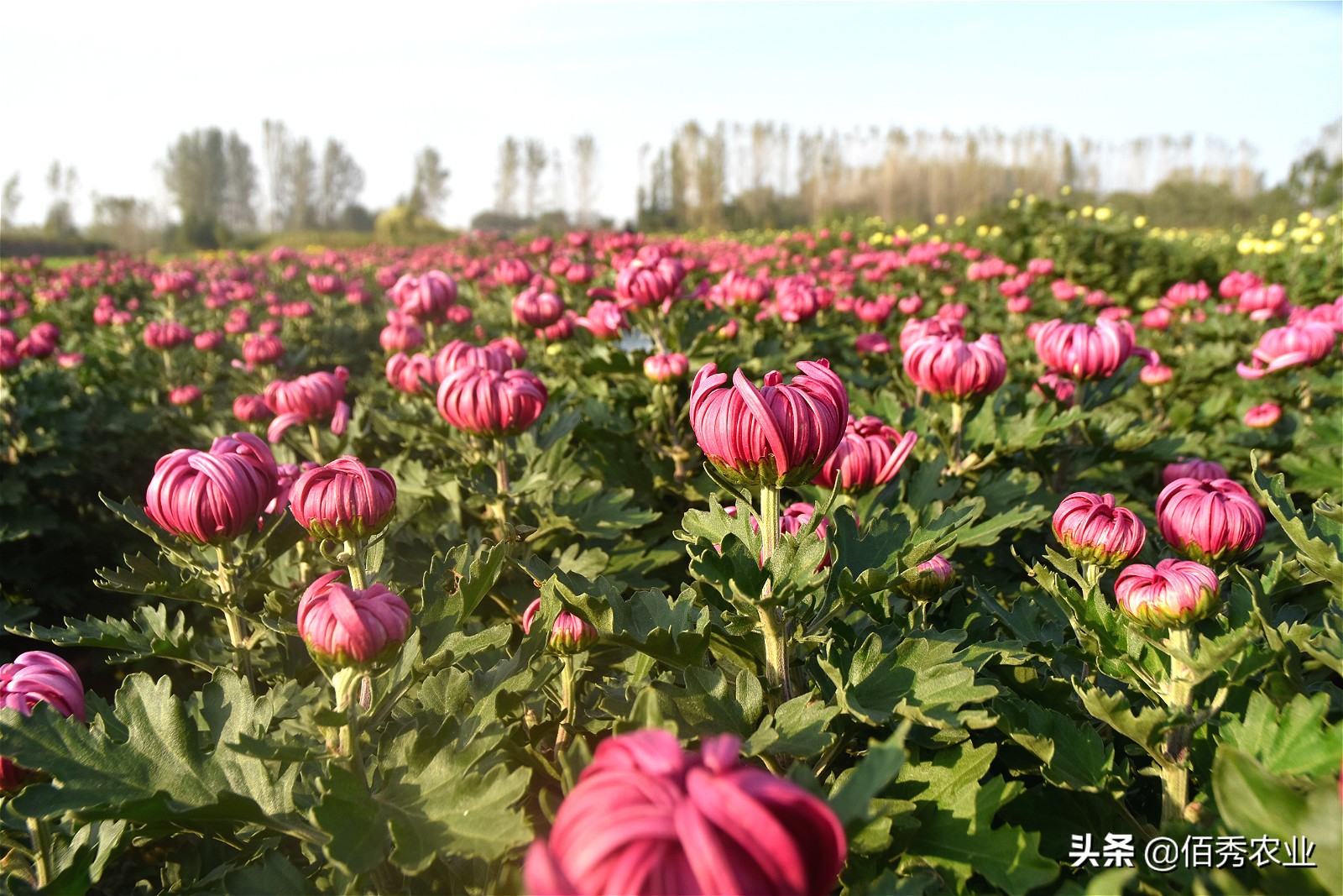金秋十月菊花满城,金秋十月菊花价格