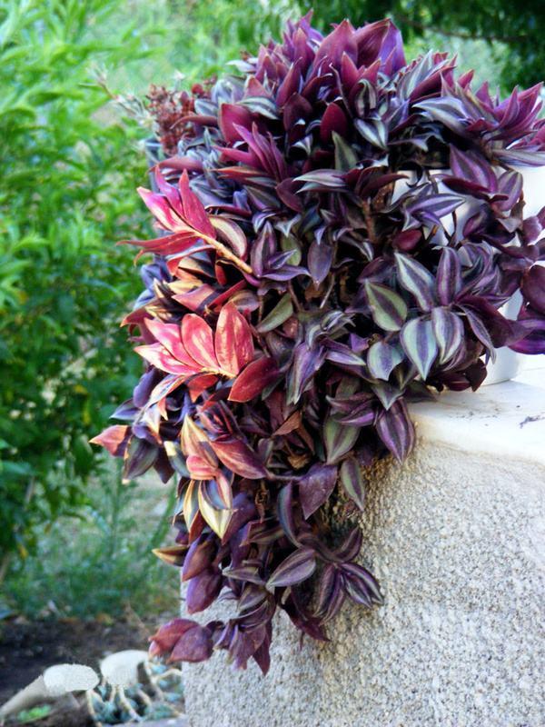 室内养花养这几款花,秋天金鱼花怎么养才开花