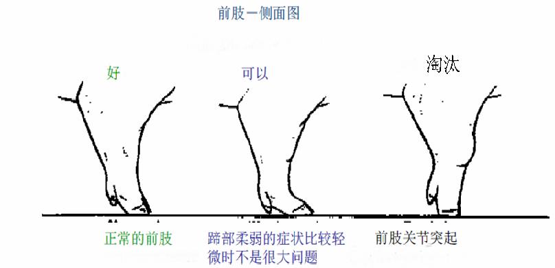 想养猪买不到小猪咋办,母猪养猪技巧和方法最新