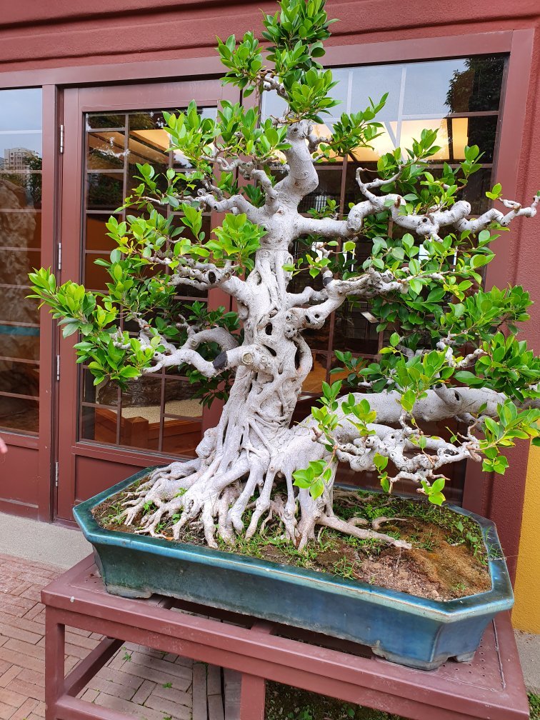 香港志莲净苑地图,香港志莲净苑好玩吗