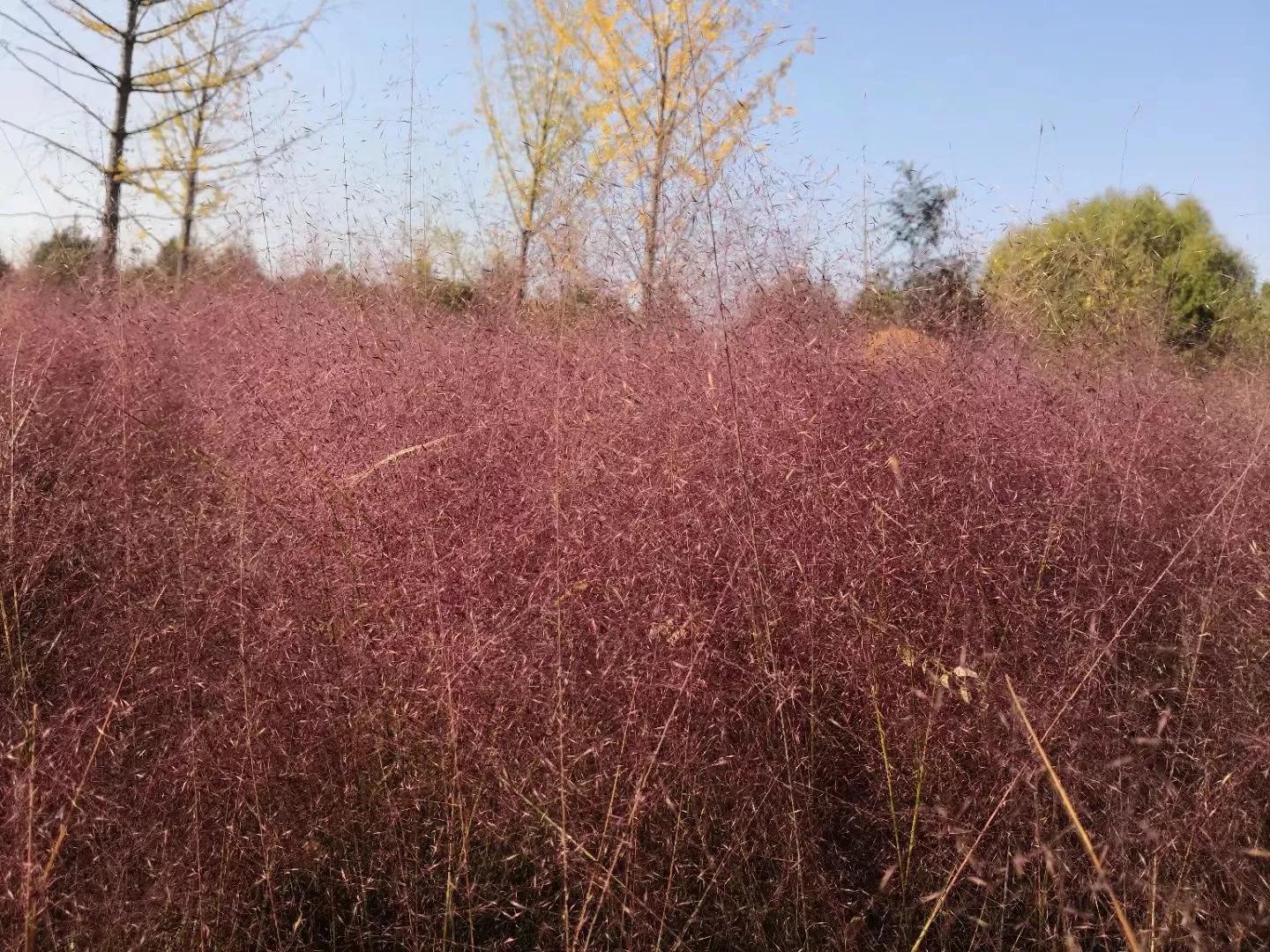 太原去哪里看秋景,太原的秋景有哪些