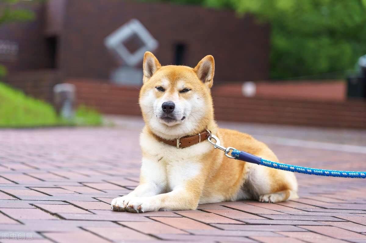 因表情包走红网络,网红柴犬表情包我只想拥有快乐