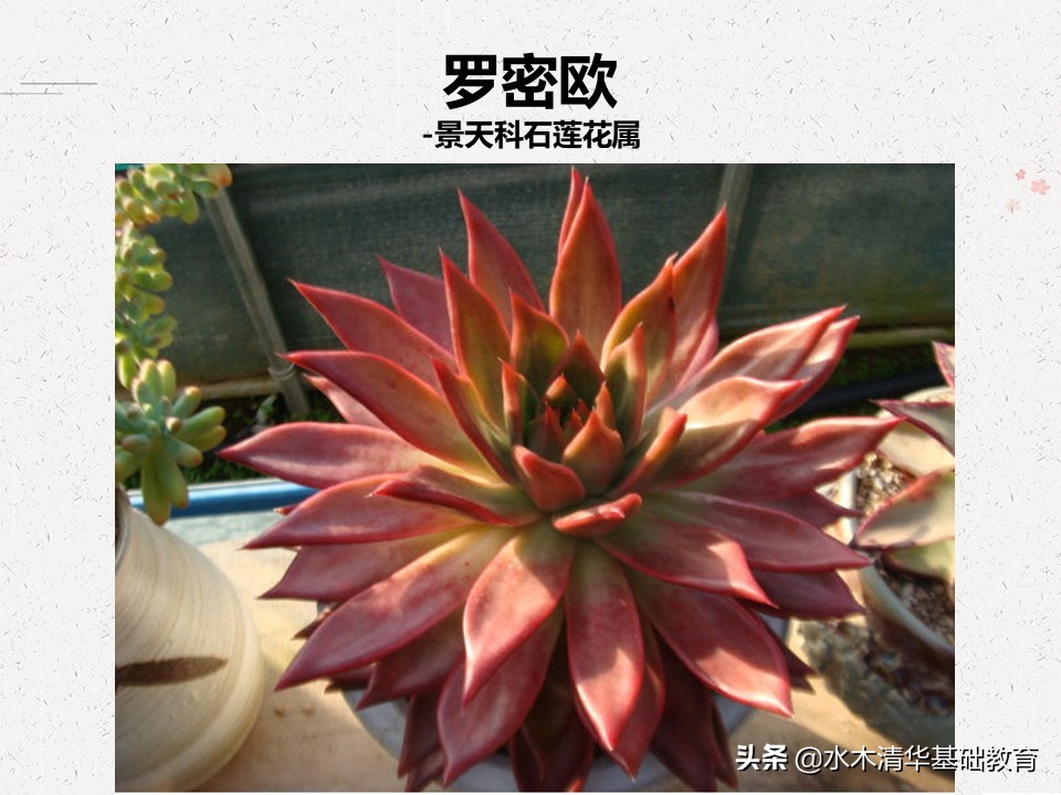 梦幻女王多肉植物百科图谱,原产地多肉植物图谱pdf