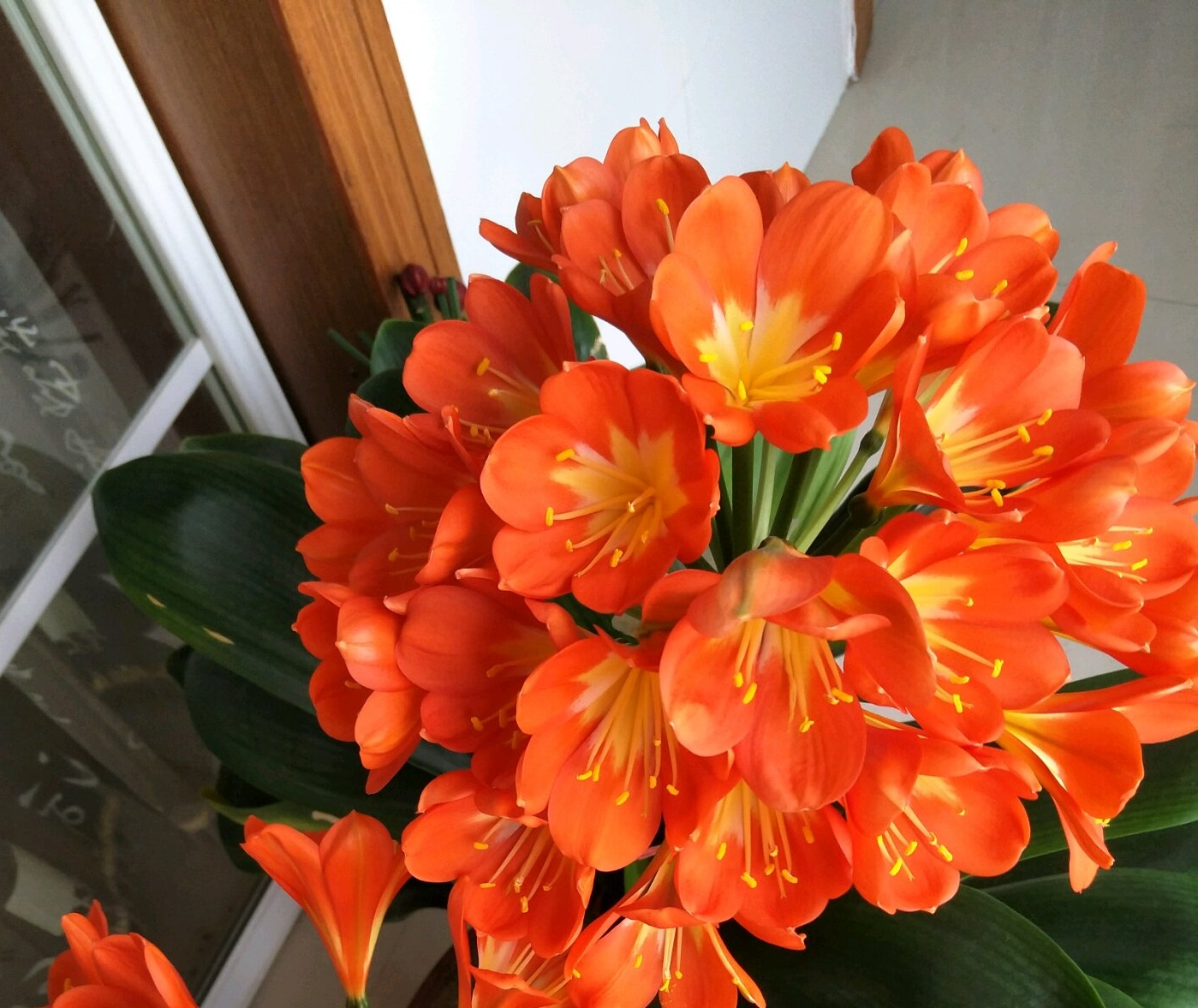 君子兰换盆后僵苗如何处理,僵苗君子兰怎么处理才能快速生长