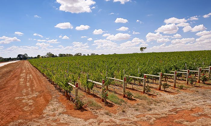 帕史维与拉顿布里产区：不容忽视的高性价比葡萄园投资潜力股