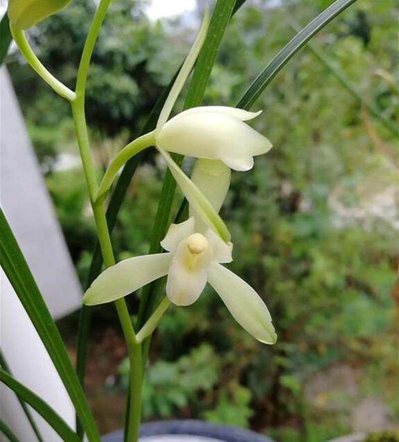 传统铭品与下山兰的选择与培育