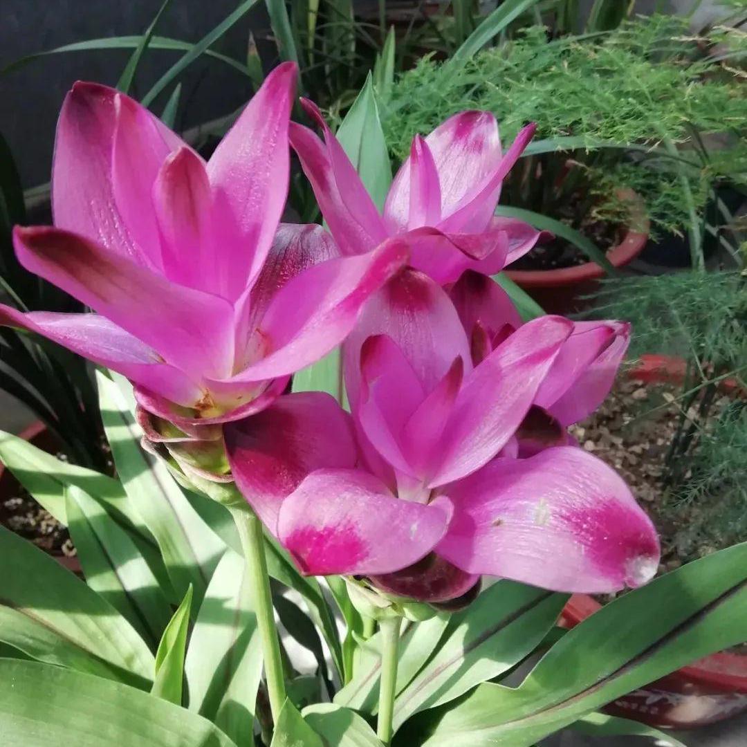 家里养姜荷花有什么禁忌,姜荷花盆栽的花期多久