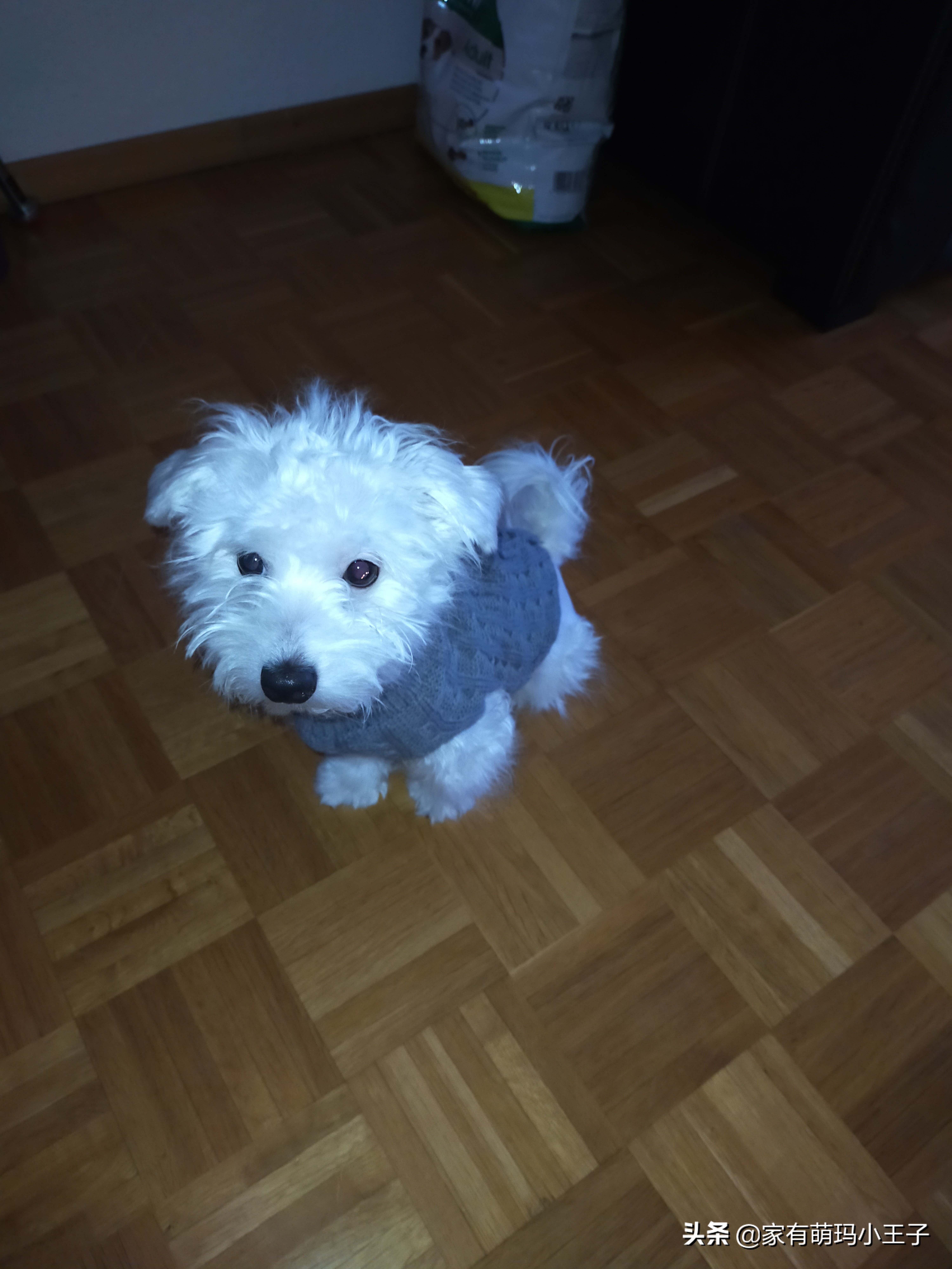 自己动手给狗狗剪毛的正确方法,自己为狗剪毛