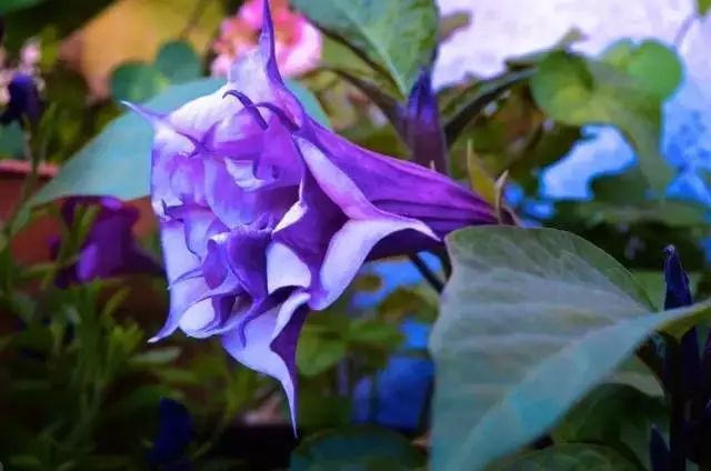 世界顶级奇花异卉,最美奇花异卉