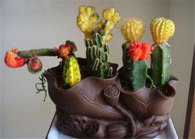 绯牡丹扦插,绯牡丹的繁殖方法