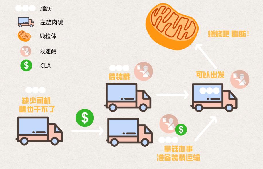 左旋肉碱共轭亚油酸胶囊的作用,康比特左旋肉碱胶囊共轭亚油酸