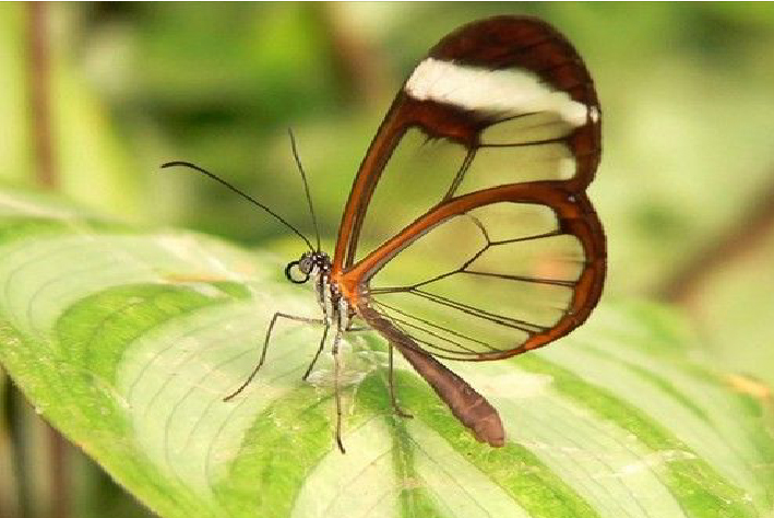 十种最美蝴蝶,自然界蝴蝶大全