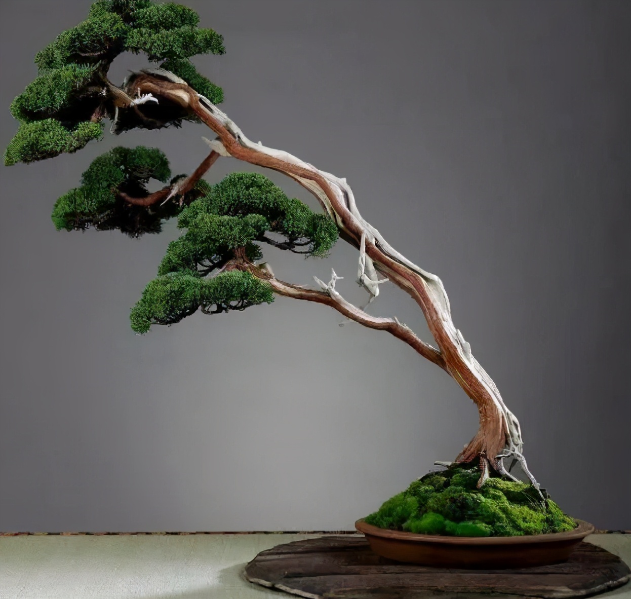 松柏树枝怎么修剪,松柏树修剪造型视频