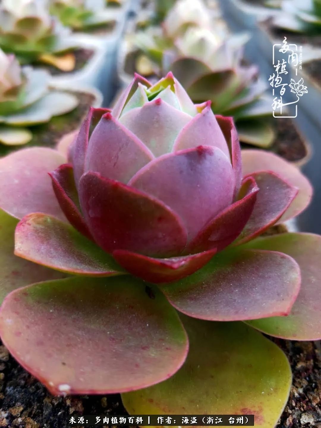 独爱玫瑰与法师！解密金老板和他的屋顶御花园