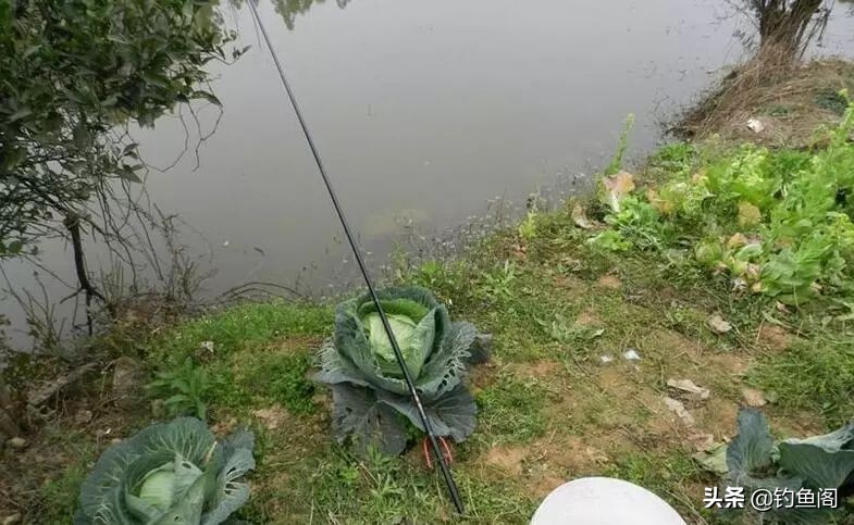 稀少鱼塘如何上鱼快,废弃鱼塘如何垂钓才能上鱼