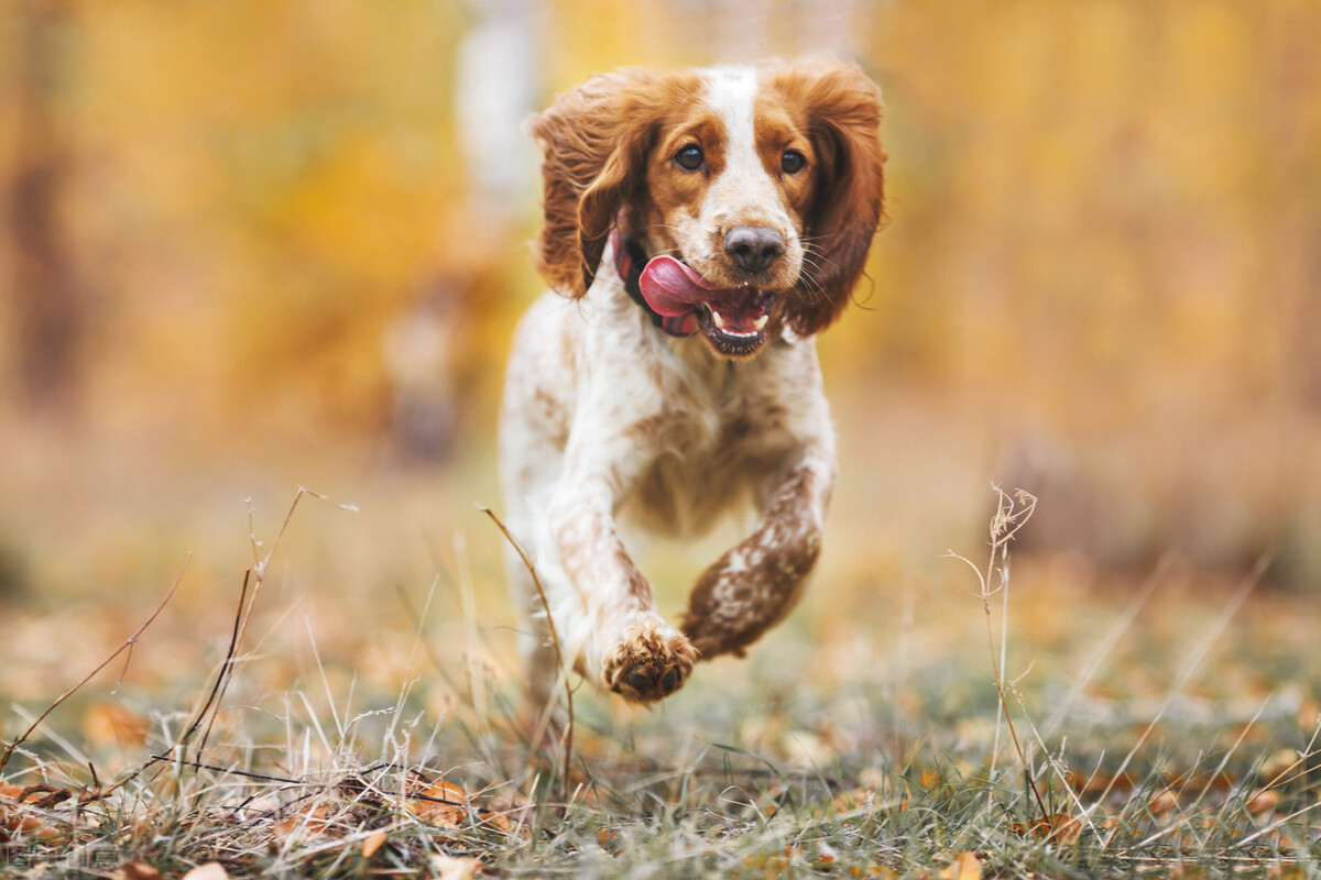 遇到危险动物如何自救,野外逃生自救常识100例
