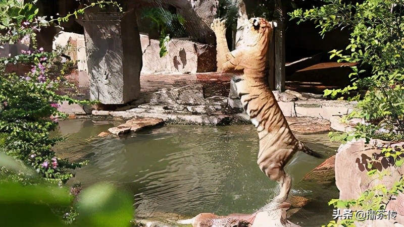 童话动物王国卡组,童话动物王国