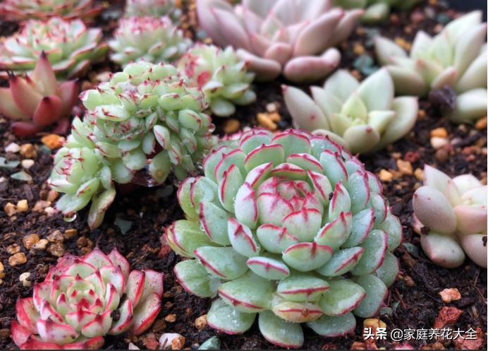 多肉花友着魔的5大特征，看看你都中了几个