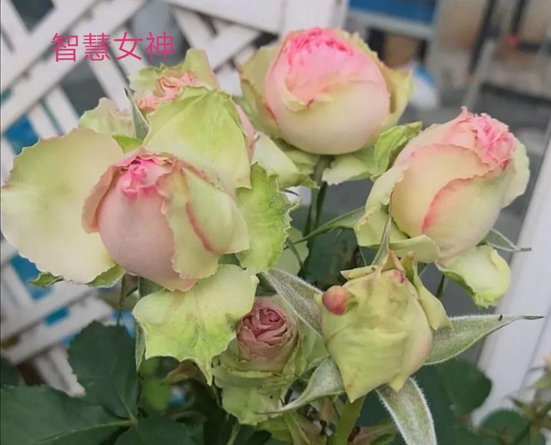 切花火焰月季的优缺点,常见切花月季一览