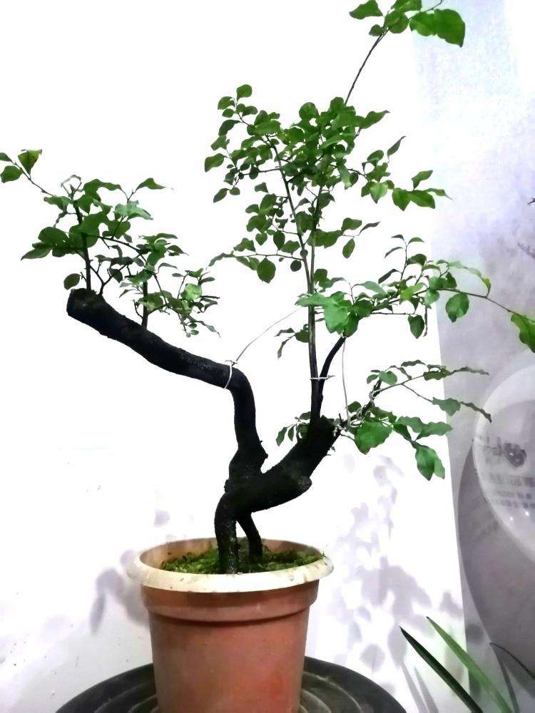 金弹子开花授粉时间,金弹子开花初期如何养护和管理