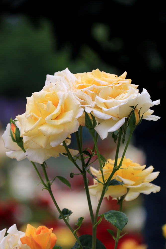 五月赏百合花,半音阶口琴独奏萨克斯版茉莉花