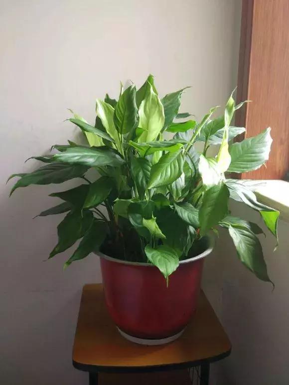 入夏怎样给扶桑浇水,无尽夏浇水的正确方法