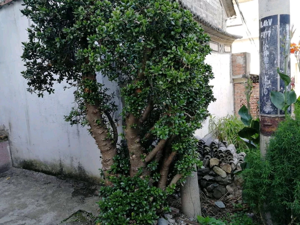 玉树修剪什么造型好看,玉树修剪造型详解