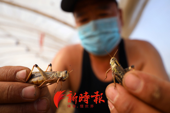 金蝉蚂蚱能吃吗,知了蚂蚱能吃吗