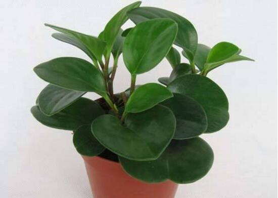 碧玉怎么养才正确,碧玉的养殖方法和注意事项