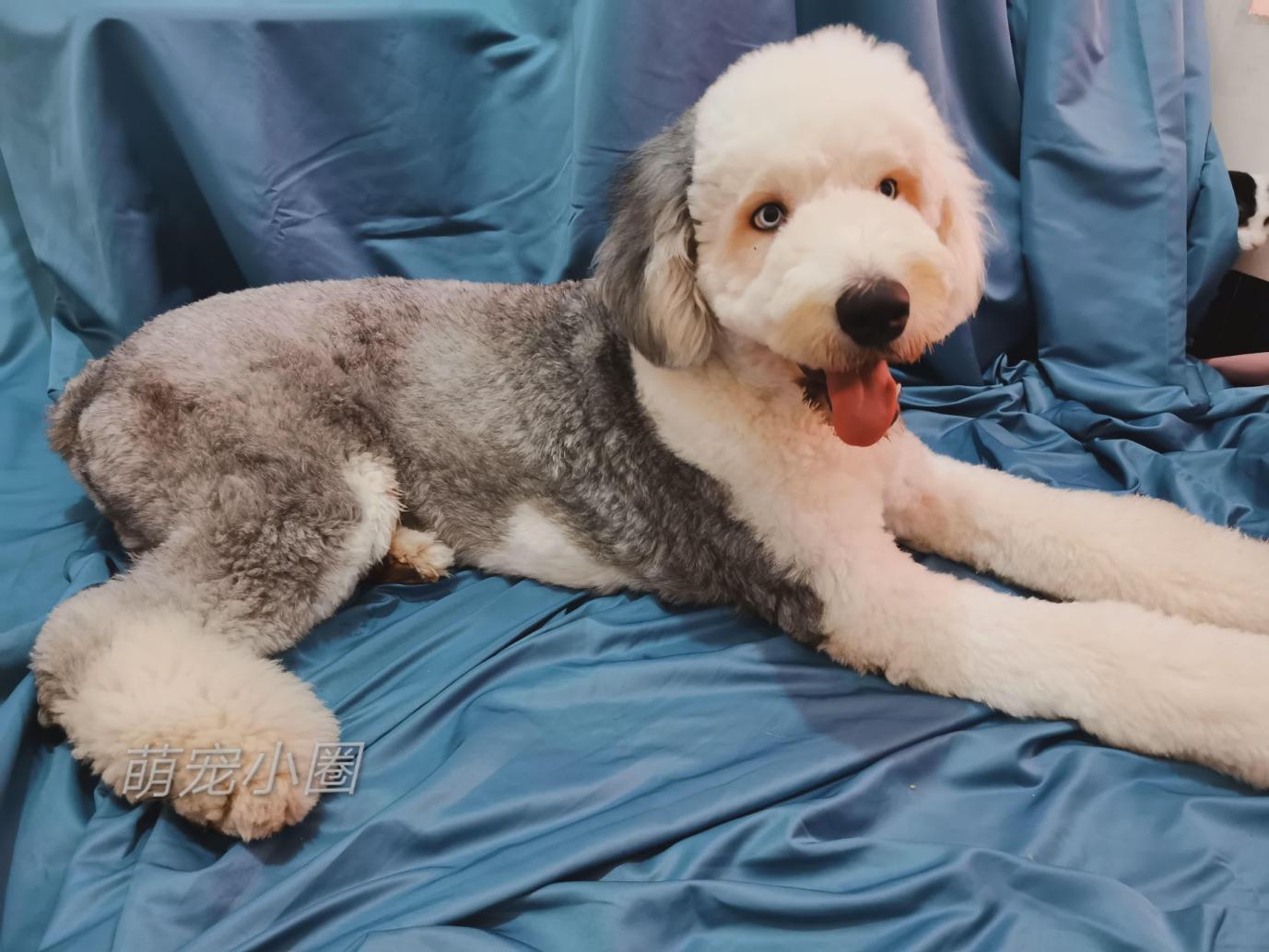 带比熊去做美容，它死活不肯给剪毛发，了解原因后，我被感动哭了