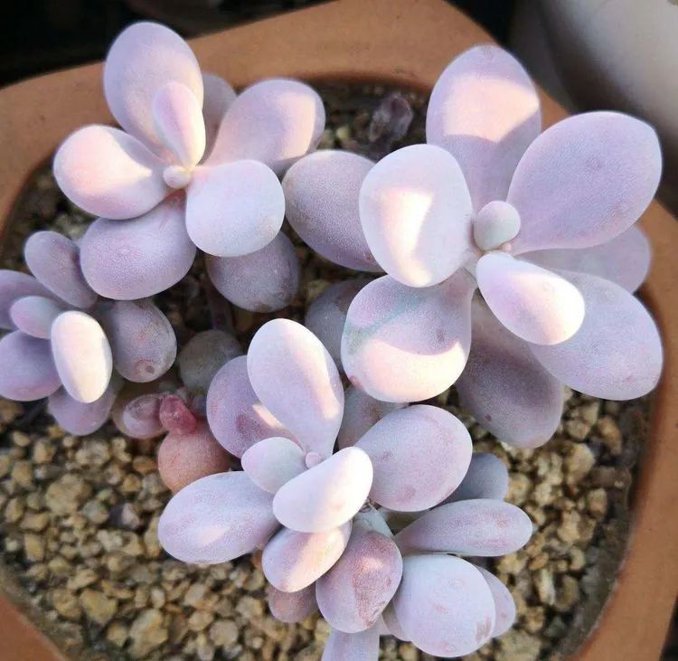 最美的20种多肉,15种最美的多肉