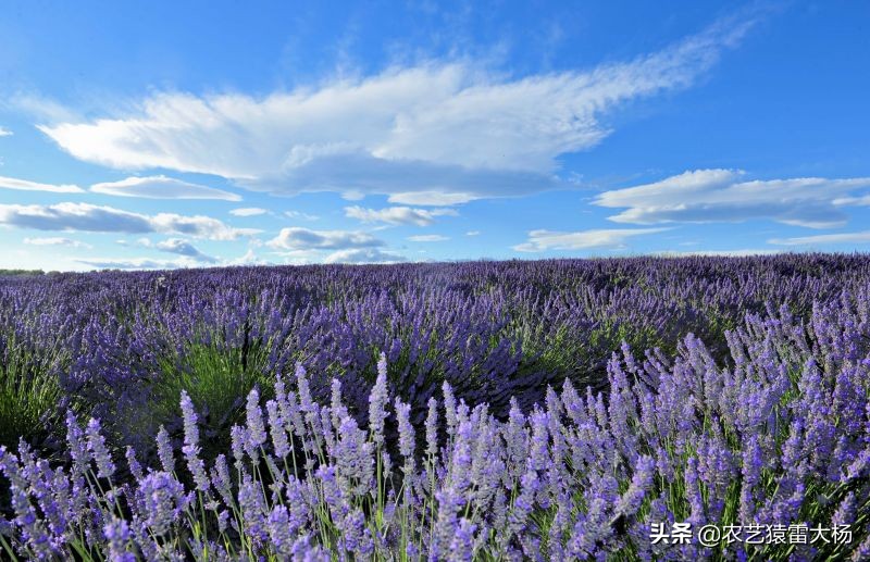 雷大杨：薰衣草好看，苗不好养，带大伙看看怎么做薰衣草育苗