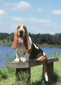 名犬排行榜前十名图片,名犬排行榜