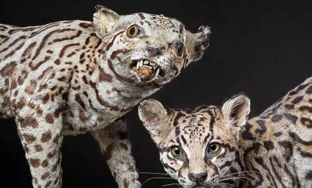 霸王龙真正的样子长什么样,霸王龙长什么样子真正的图片