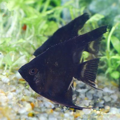 养观赏鱼小知识大全,养观赏鱼知识大全