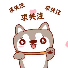 你家萨摩耶微笑吗,萨摩耶犬如何判断纯不纯