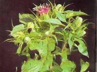 浙江各地市误解,你以为的临安vs实际上的临安