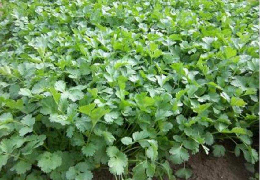 春季种植什么蔬菜好卖,反季节种什么蔬菜价格高