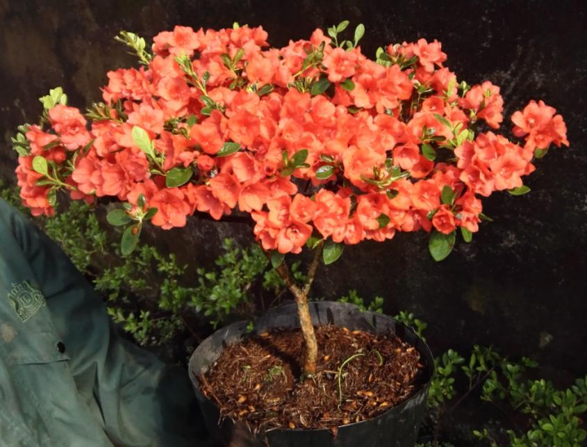 杜鹃花后怎么管理才能复花,杜鹃花开败了修枝修太多怎么办