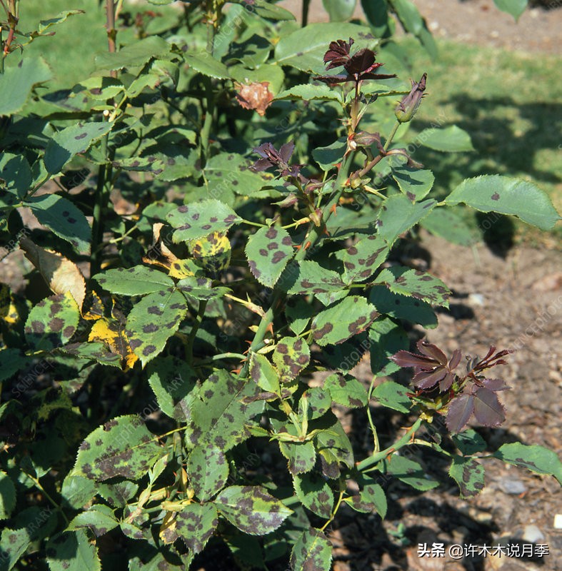 买到牙签苗怎么办,月季牙签苗能买吗