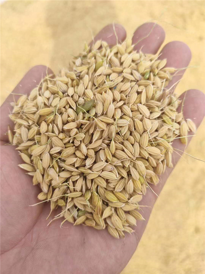 “吉报彩练”帮您办！粉条润滑米饭香，苏籽苏油有营养