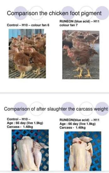 肉鸡饲料配方表大全,保肝护胆水产养殖